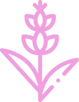 Eau de parfum paciuli indonezian